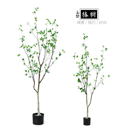 室内盆栽多少钱 室内盆栽价格 小麦优选