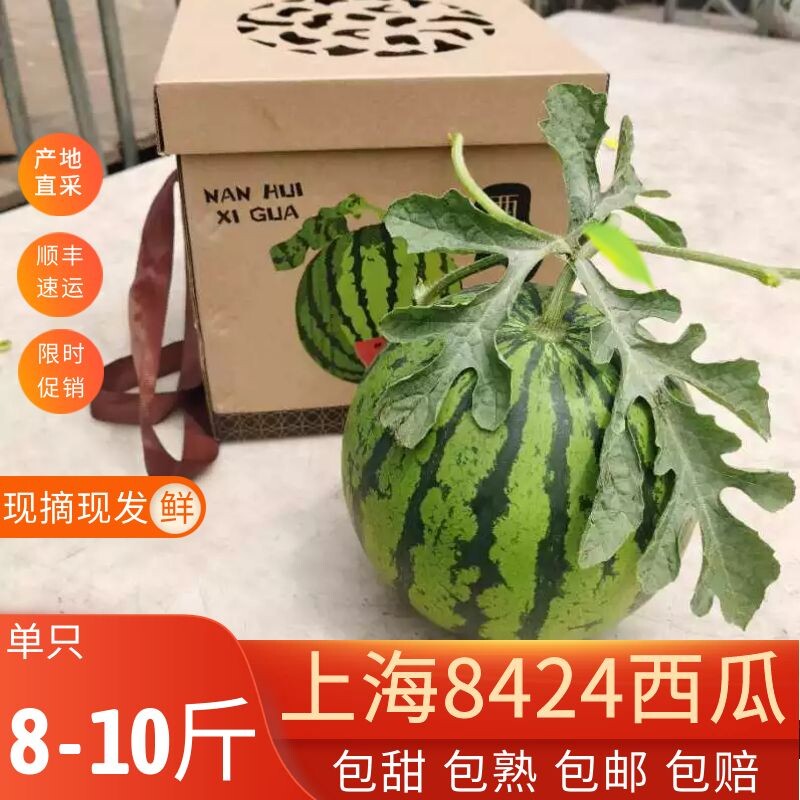 上海南汇8424西瓜单只装8-10斤头茬瓜新鲜甜汁多