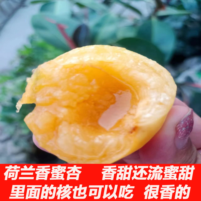 正宗荷兰香蜜杏纯甜无酸好吃