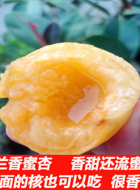 正宗荷兰香蜜杏纯甜无酸好吃