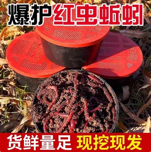 盒装蚯蚓活饵鲜活大盒装垂钓鲫鲤鱼乌龟鱼饵特大号牛粪蚯蚓钓1