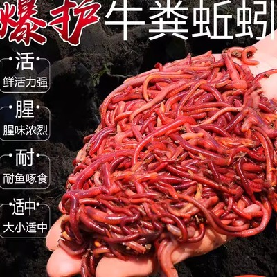 蚯蚓活饵鲜活红虫垂钓鱼饵料鲫鱼鲤鱼野钓黑坑鱼料打窝料鱼食通杀
