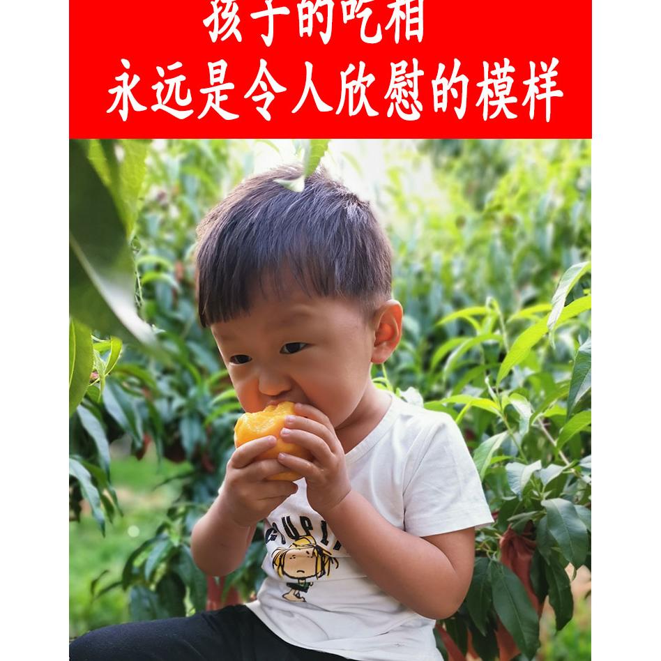 嘉兴海宁尖山锦绣黄桃新鲜水果孕桃