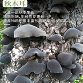 黑木耳新干货2025东北特产250克无根肉厚爽口头茬伊春一级秋木耳