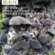 黑木耳新干货2025东北特产250克无根肉厚爽口头茬伊春一级秋木耳