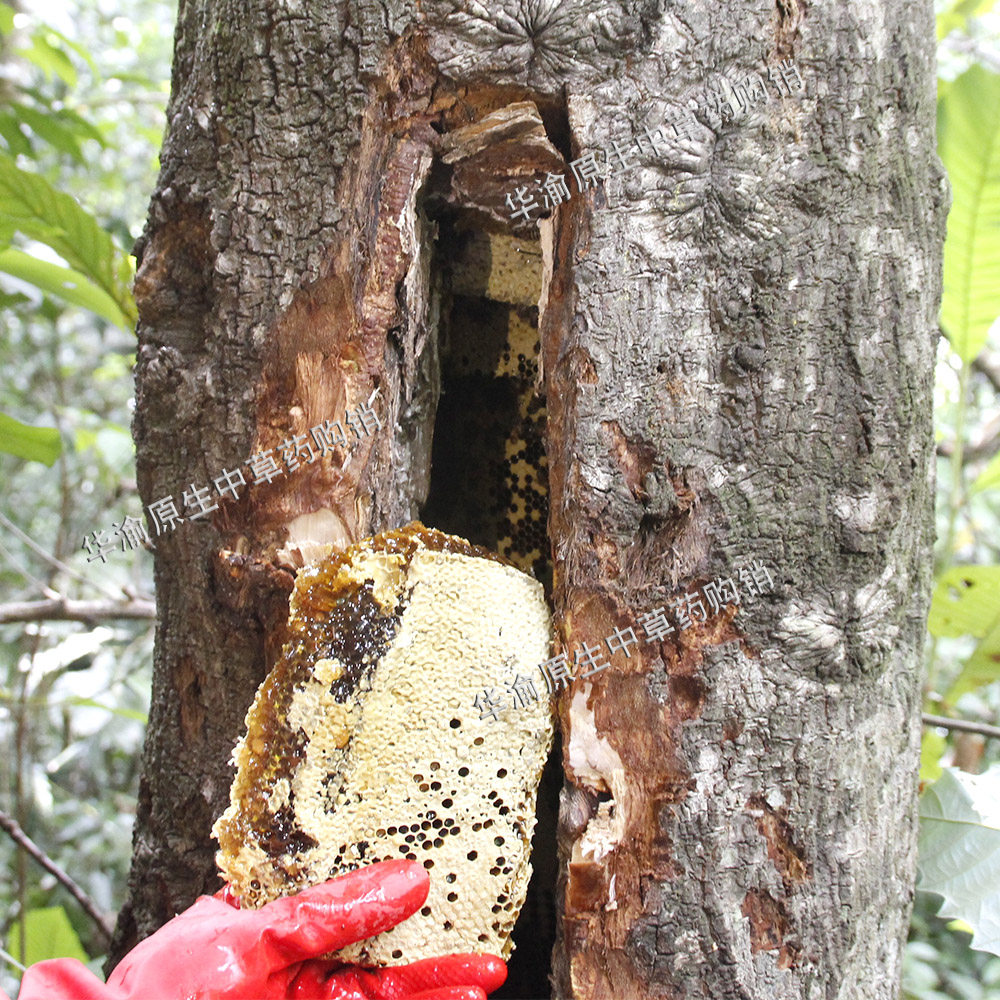 野生蜂蜜百花蜜土蜂蜜广西深山树洞野生蜂蜜视频跟踪采摘包邮500g