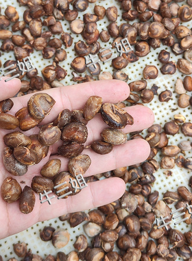 水槟榔马槟榔山槟榔太极子屈头鸡500g