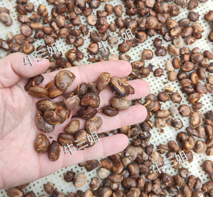 水槟榔马槟榔山槟榔太极子屈头鸡500g