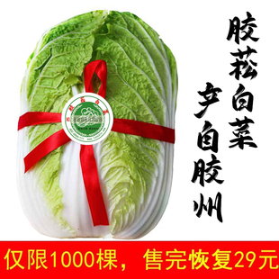 山东青岛胶州特产胶菘白菜胶东新鲜农家蔬菜黄心半黄现摘现发