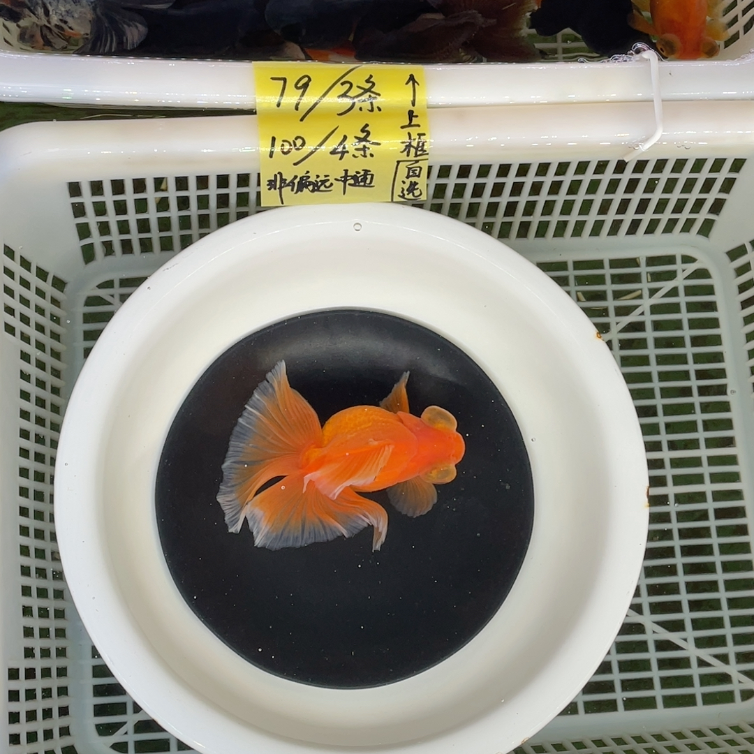 球体翻翘红蝶12公分