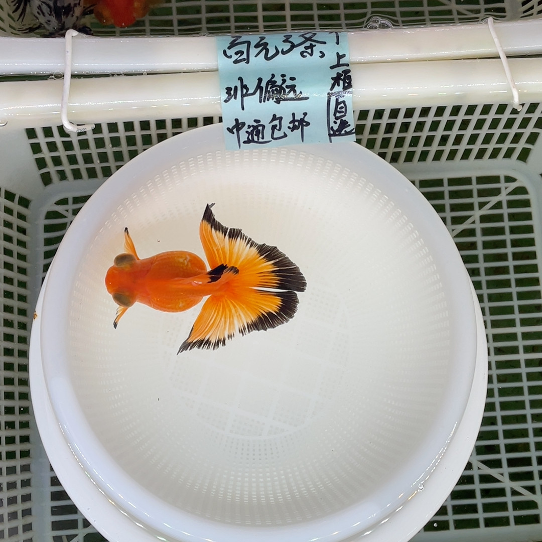 球体翻翘黑边红蝶10-11,宠物/宠物食品及用品,鱼,淘宝优惠券,粉丝福利购,淘宝优惠卷