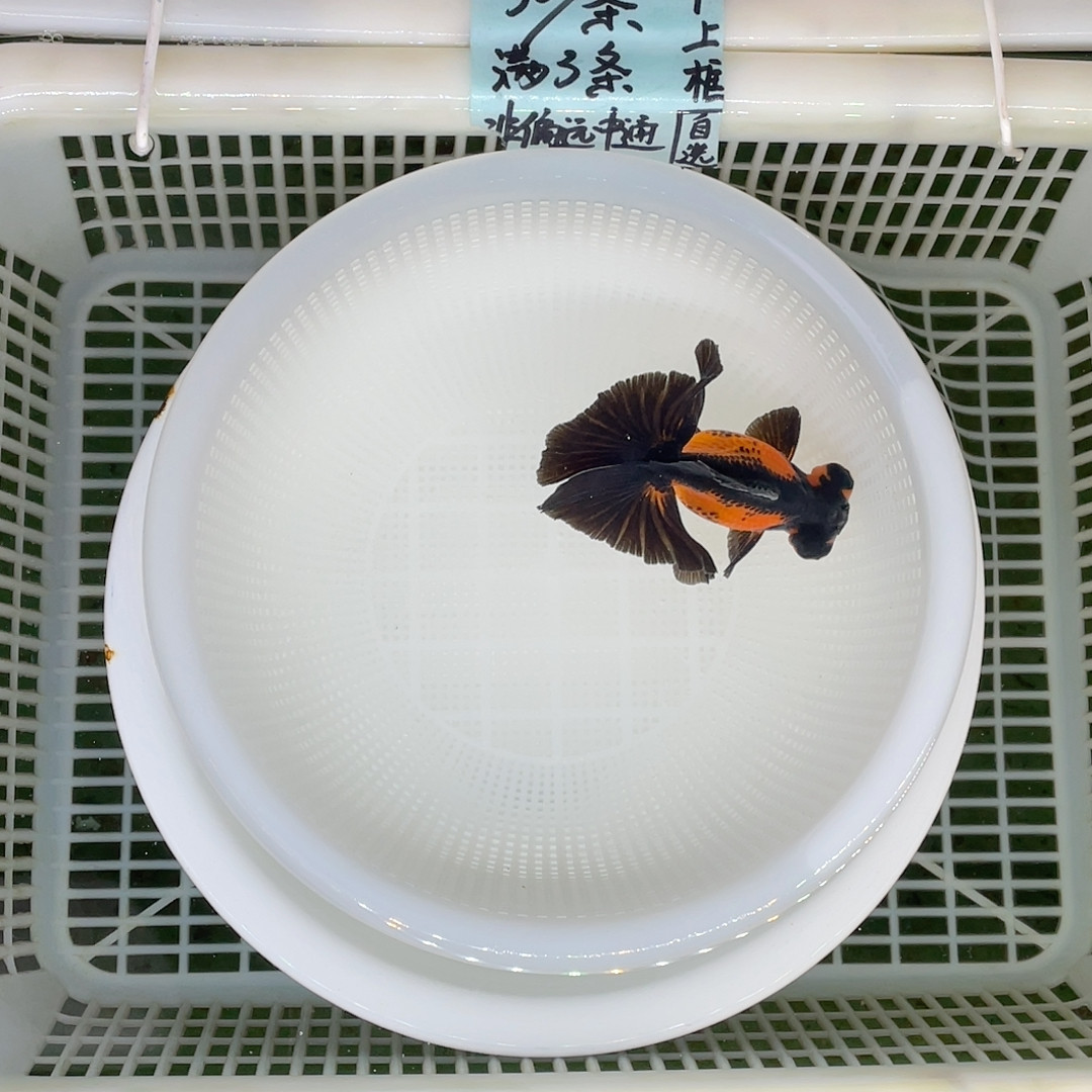 球体翻翘包金9-10,宠物/宠物食品及用品,鱼,淘宝优惠券,粉丝福利购,淘宝优惠卷