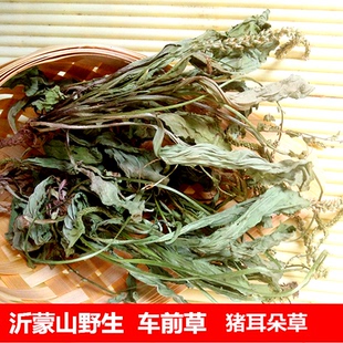 沂蒙山野生车前草 茶干货新鲜晒干500g包邮 车轮菜整棵全草中药材