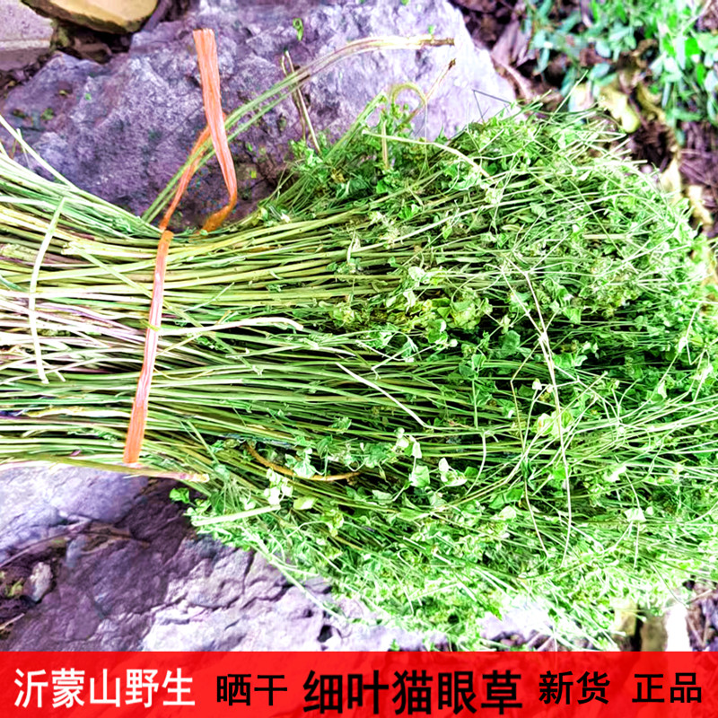 野生猫眼草新鲜晒干细叶猫眼草整颗干品猫儿眼非泽漆包邮批发