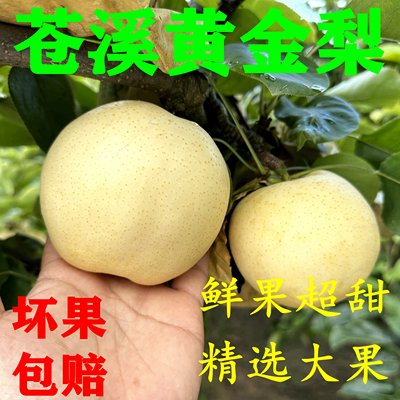 黄金梨新鲜水果苍溪翠冠雪梨