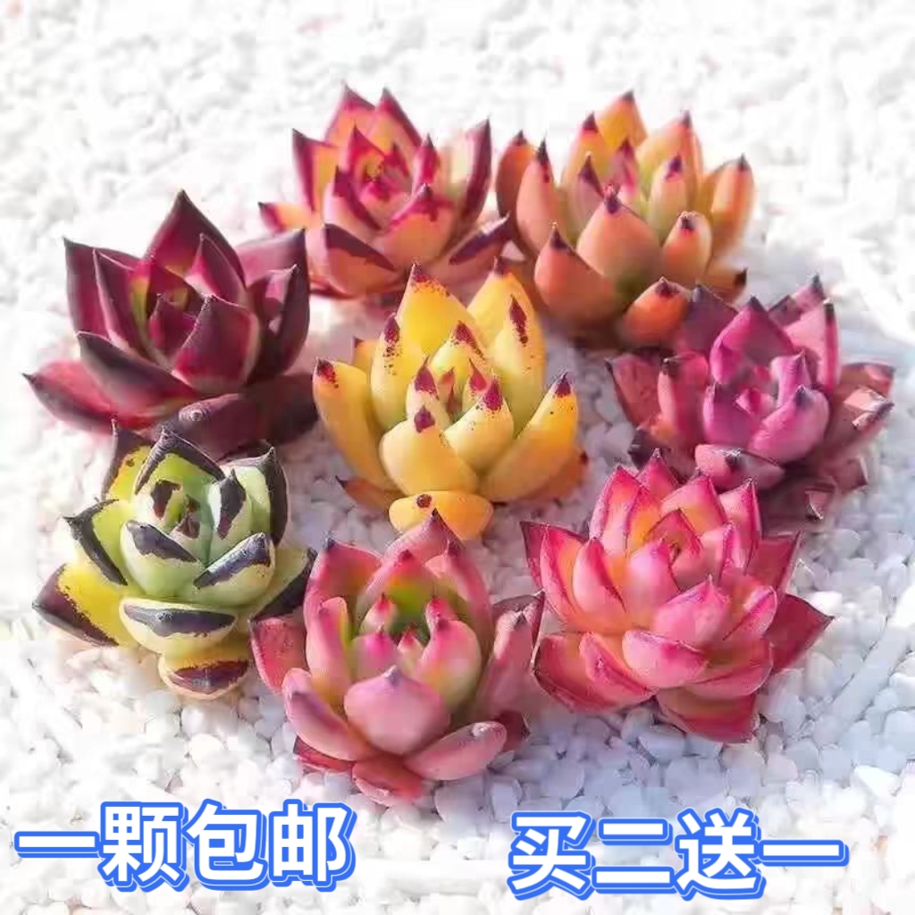 新手多肉植物组合套餐