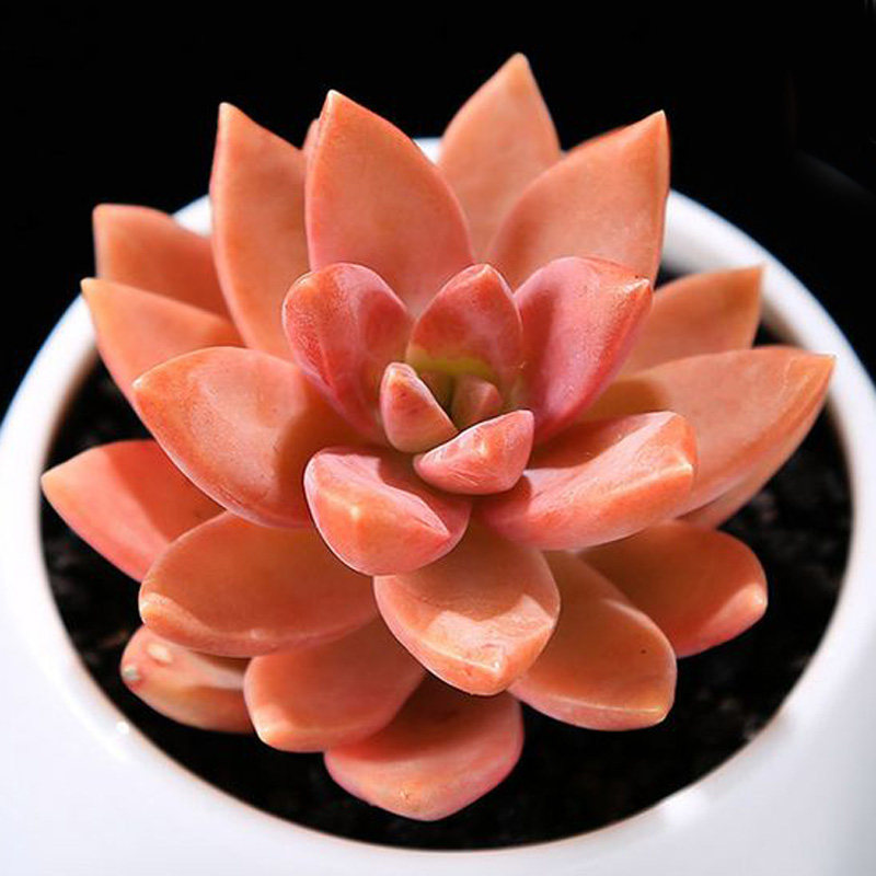 初恋园艺 多肉植物铭月 新手肉肉组合盆栽防辐射吸甲醛花卉绿植