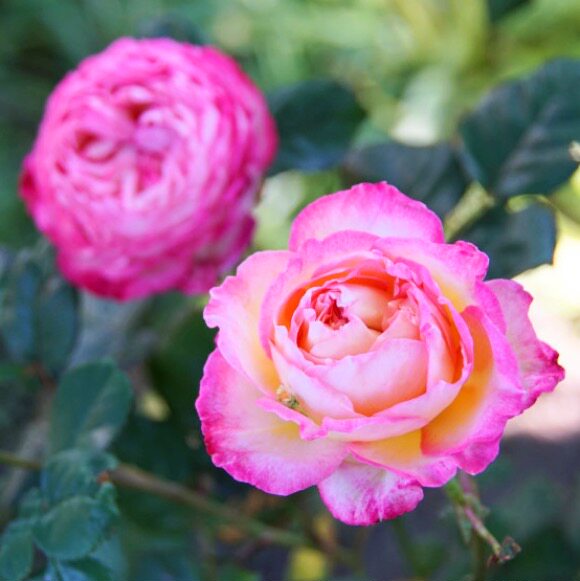 法国月季 斯塔尔夫人/丝带夫人 妖艳复色长势旺四季花 马萨德作品