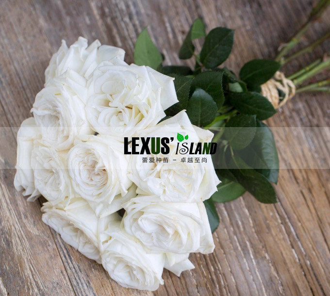 法国月季 切花版珍妮莫罗/冷香 直立旺盛 叶片油亮大花浓香四季开