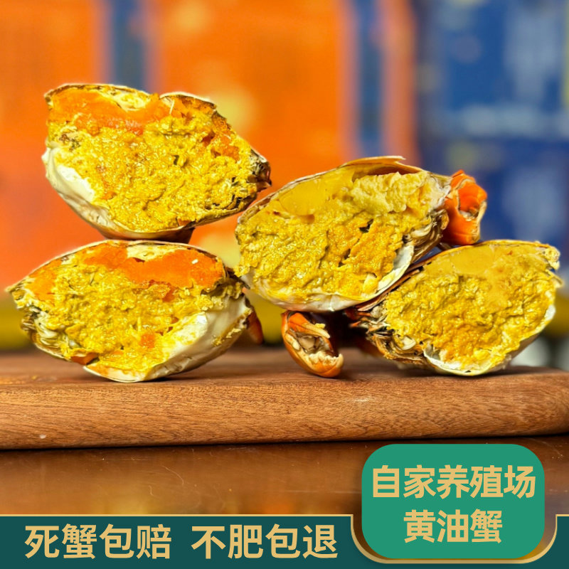蟹千喜膏油黄油蟹鲜活螃蟹母羔蟹