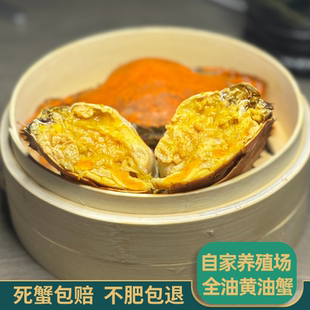正宗头手黄油蟹全油蟹青蟹水产鲜活母蟹5两单只蟹场鲜活直发顺丰