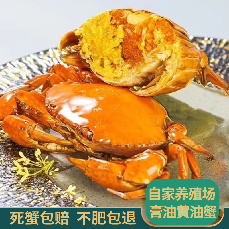 广东正宗黄油蟹三级膏油蟹味道浓香螃蟹鲜活6两单只聚餐送礼包邮