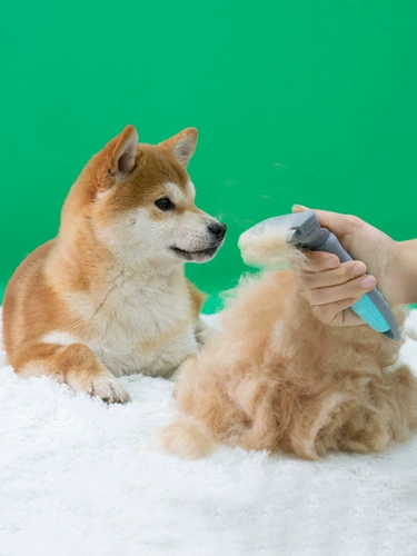 Расческа для домашних собак расчесывает артефакт для кошачьего кошачья щетка Shiba inu Cocyli маленькие и средние собаки, чтобы поплавать кисти собачьи волосы