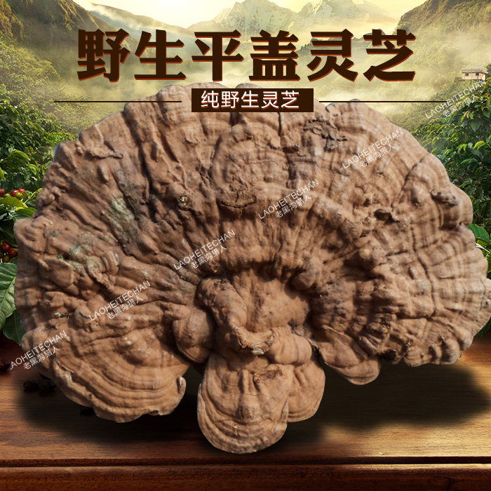 长白山纯野生平盖灵芝正品 树舌灵芝干货老牛肝整枝免费切片250克