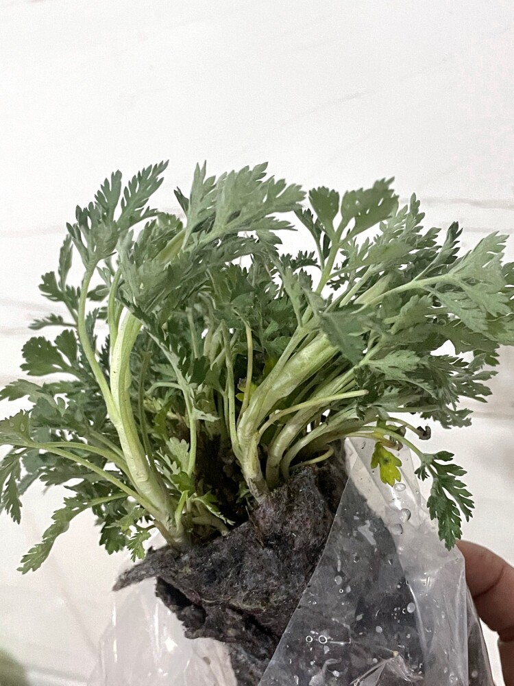 正宗野菊花苗药用清火食用泡茶耐寒野山菊苗鲜花新鲜老桩庭院盆栽