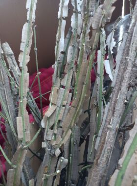 卫矛 鬼箭羽老桩盆景素材 火焰卫矛 箭羽两种 阳台庭院 红叶