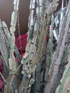 卫矛 鬼箭羽老桩盆景素材 火焰卫矛 箭羽两种 阳台庭院 红叶