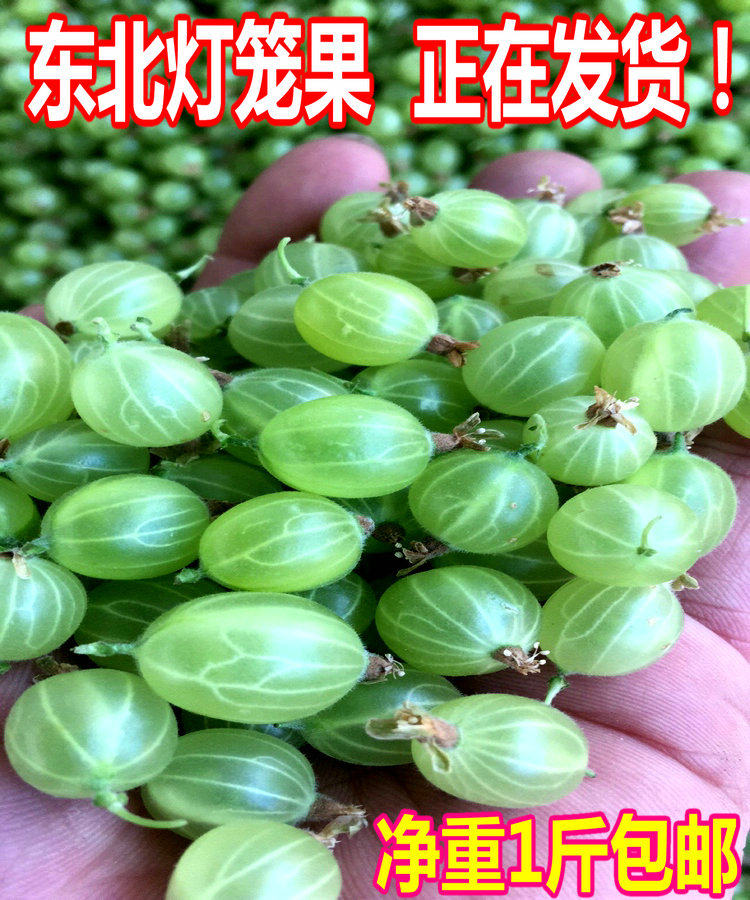 新鲜灯笼果醋栗酸梅鹅莓洋樱桃绿樱桃酸子粒儿2019鲜果现货1斤装|ruв категории водной мясо/свежие фрукты и овощи/еда, свежие фрукты, другие - от Buy2taobao.com для оказания профессиональной услуги покупки агента Taobao