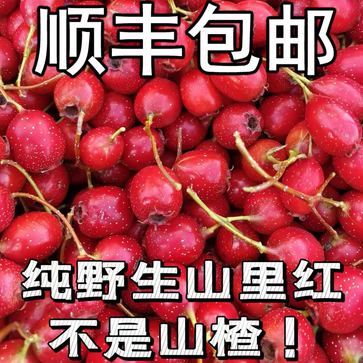 山里红纯正东北特产水果野生山里红小山楂当季孕妇水果5斤装包邮
