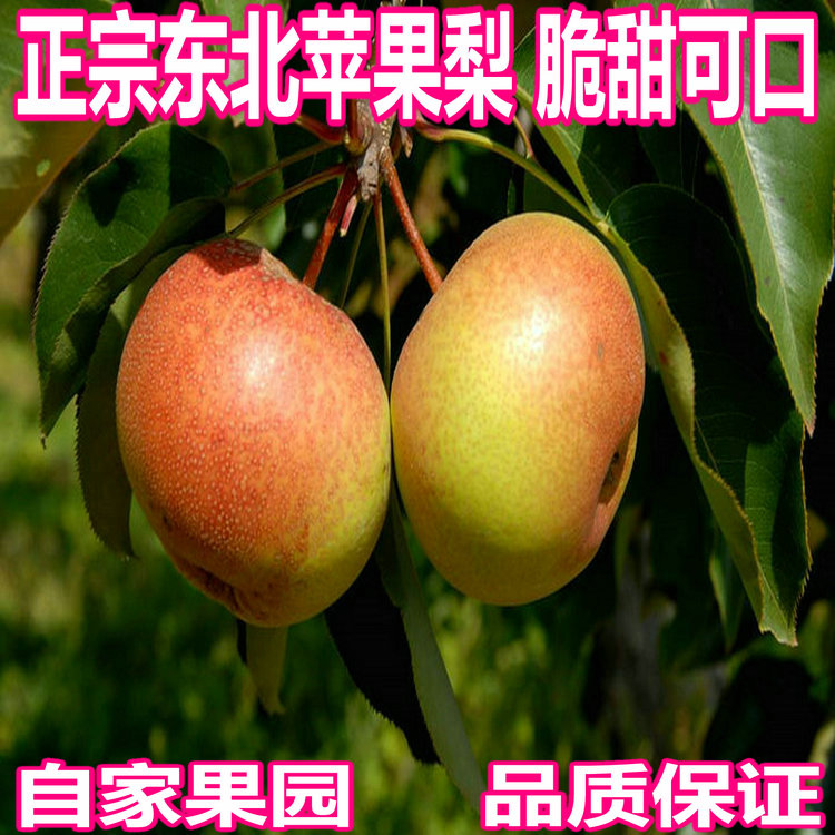 苹果梨延边苹果梨东北新鲜当季苹果梨龙井苹果梨5斤多省包邮