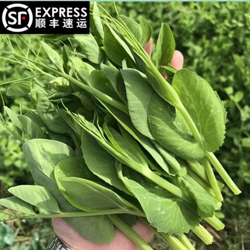 新鲜豌豆尖豌豆苗蔬菜菜火锅贵州豌豆苗豌豆尖新鲜贵州豌豆尖,水产肉类/新鲜蔬果/熟食,叶菜类,淘宝优惠券,粉丝福利购,淘宝优惠卷