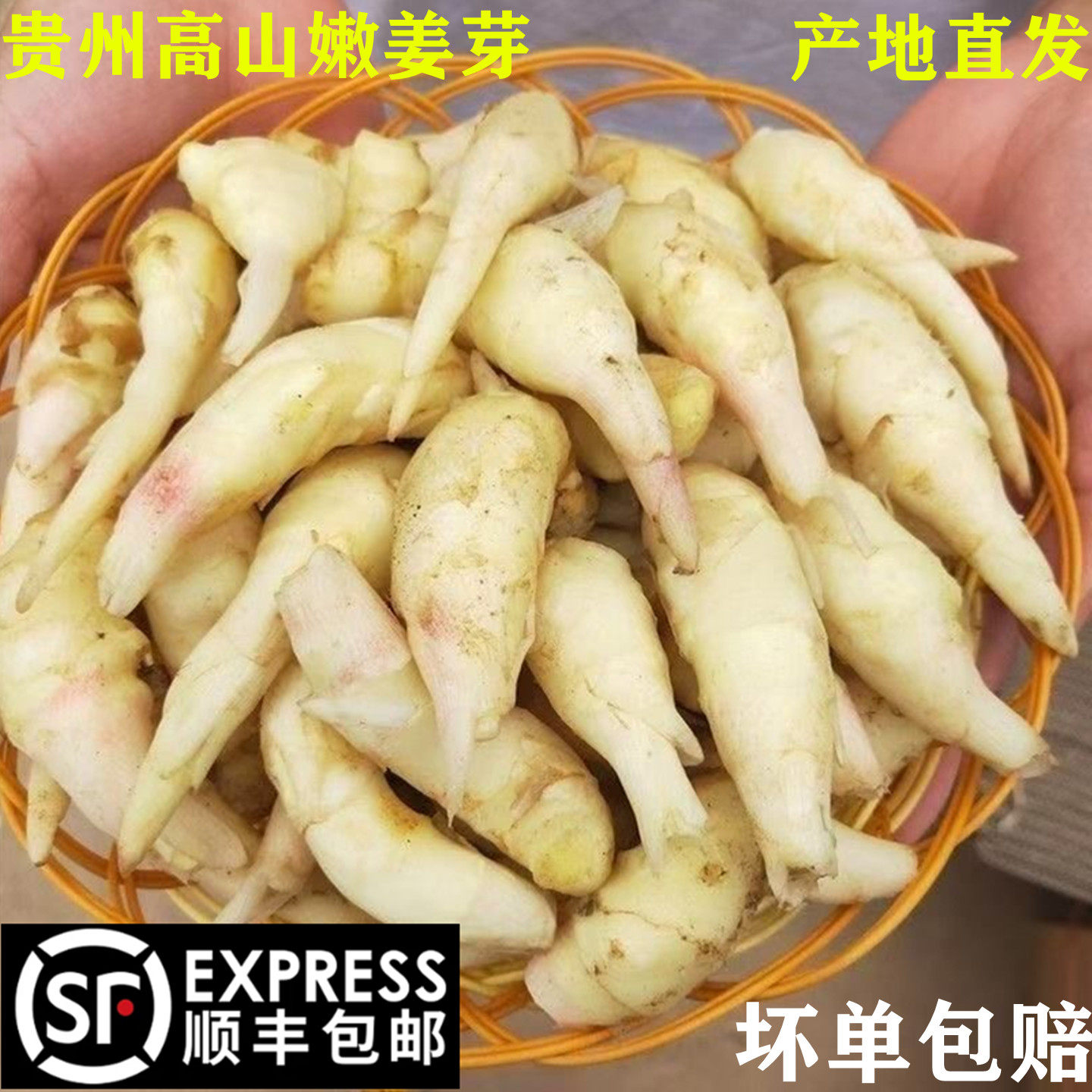 嫩姜芽新鲜鲜姜牙贵州嫩芽正宗姜芽嫩姜新鲜新鲜姜牙新鲜嫩生姜芽