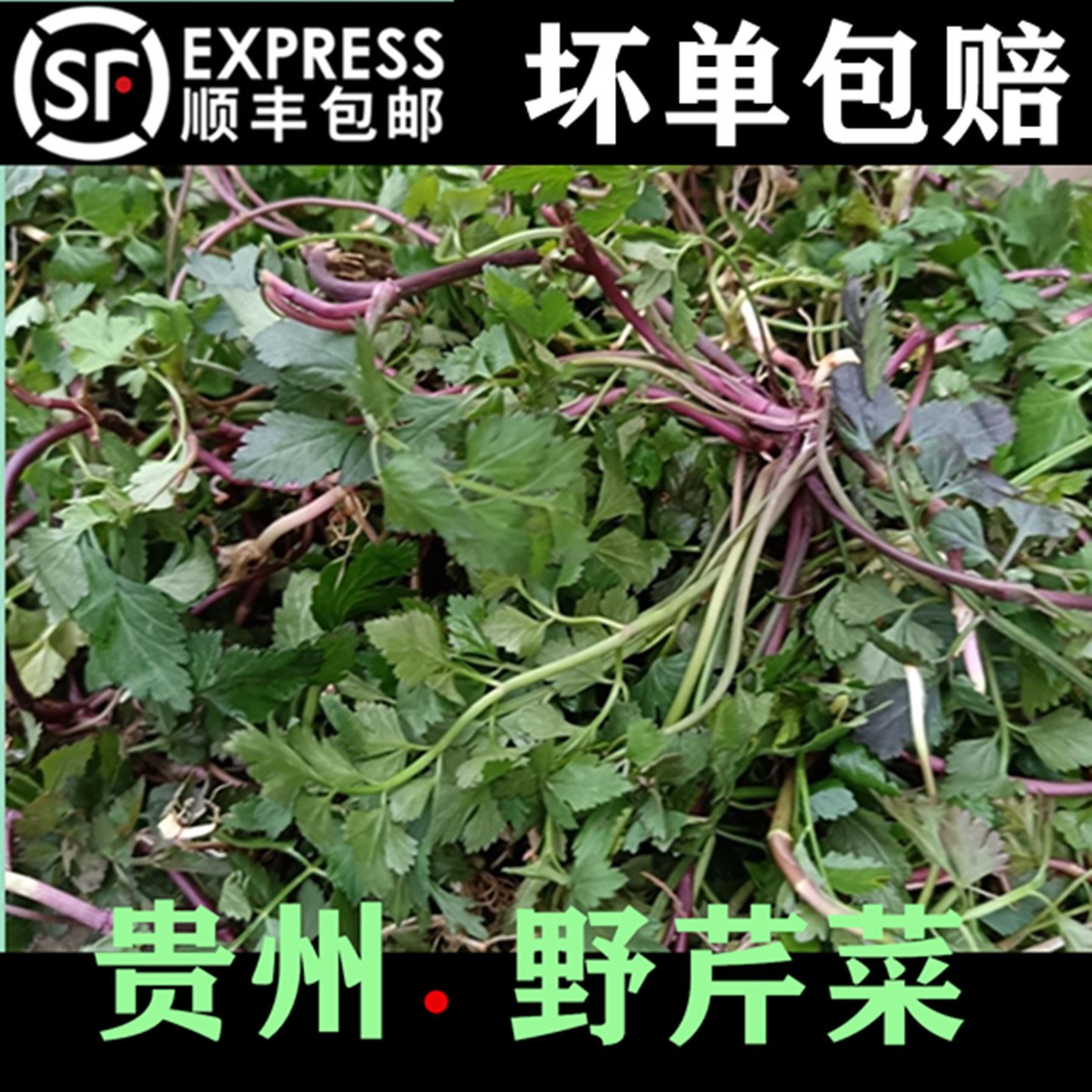 贵州野芹菜芹菜红新鲜野菜种子野生野生芹菜