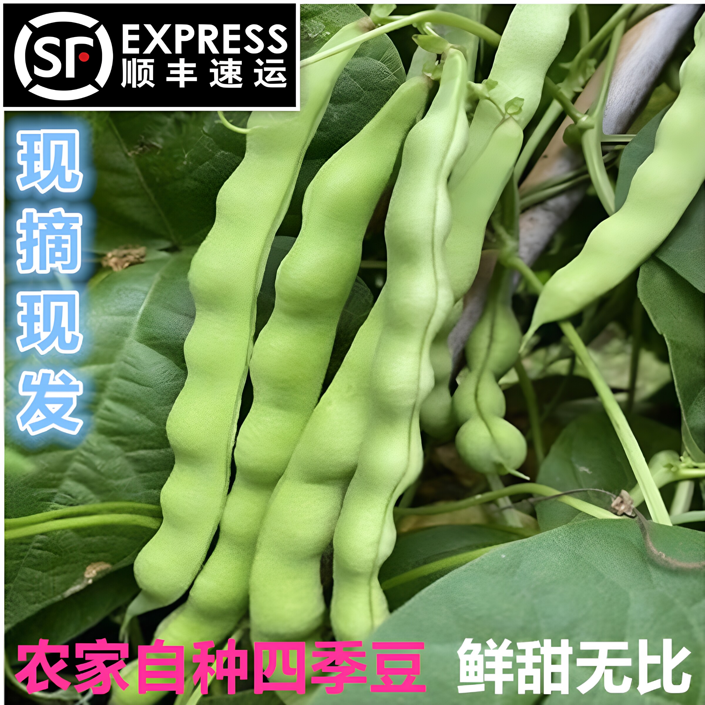 顺丰包邮贵州农家自种新鲜现摘四季豆棒豆芸豆角豆角贵州省汤