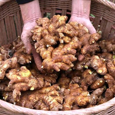 贵州高山农家自种老品种小黄姜
