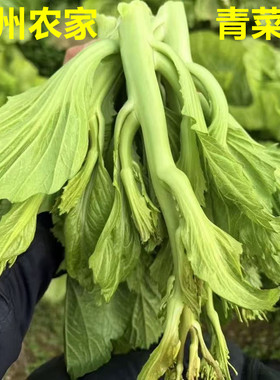 青菜苔新鲜贵州农家自种青菜尖辣菜苔新鲜芥菜苔冲菜苔时令蔬菜