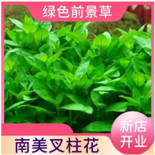 南美叉株花荷兰景配草菜园子前景草