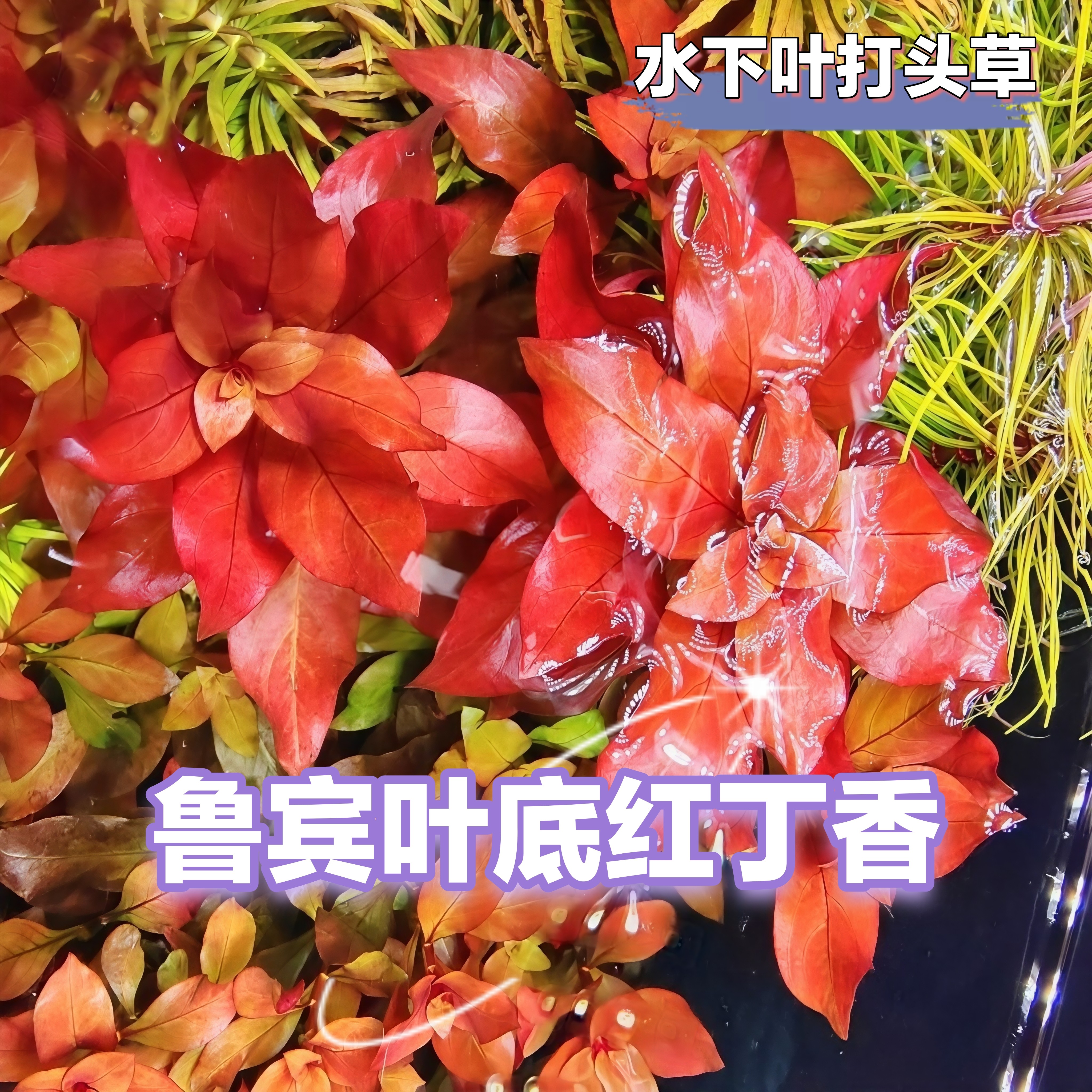 鲁宾叶底红丁香中景红草打头草中后景草鱼缸造景水草荷兰景菜园子