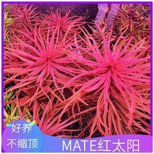 红太阳MATE版本不缩顶新品改良新加坡红太水草水下叶荷兰景后景草