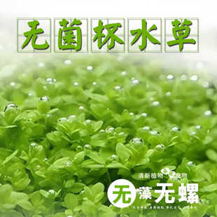 无菌杯水草水族箱鱼缸造景新手懒人淡水植物活体前景趴地珍珠牛毛