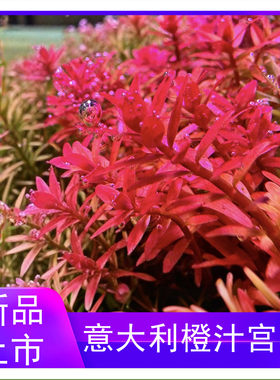 意大利橙汁宫廷水草水下叶