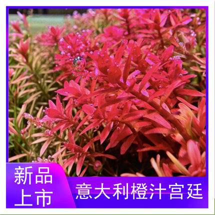 意大利橙汁宫廷水下叶中景后景水草荷兰景菜园子新品造景