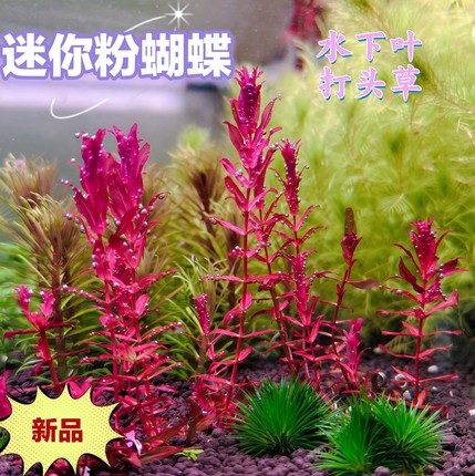 迷你粉蝴蝶粉蝴蝶新品蝴蝶草迷你蝴蝶草稀有高端水草打头草