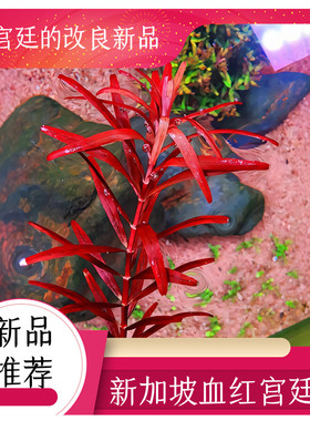 新加坡血红宫廷保真正品直立粗壮生长水下叶新品种高端水草