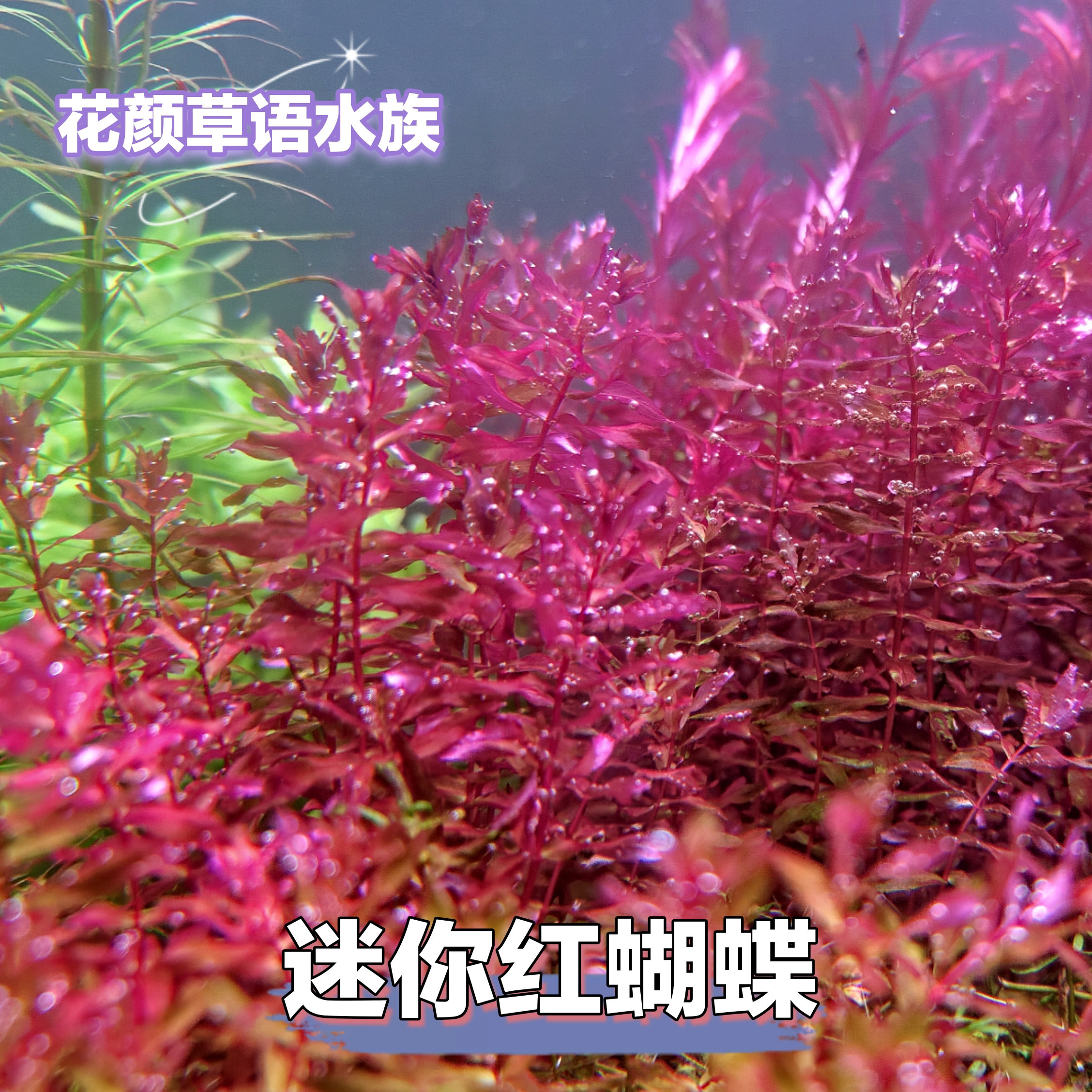 迷你红蝴蝶水下叶中景红草