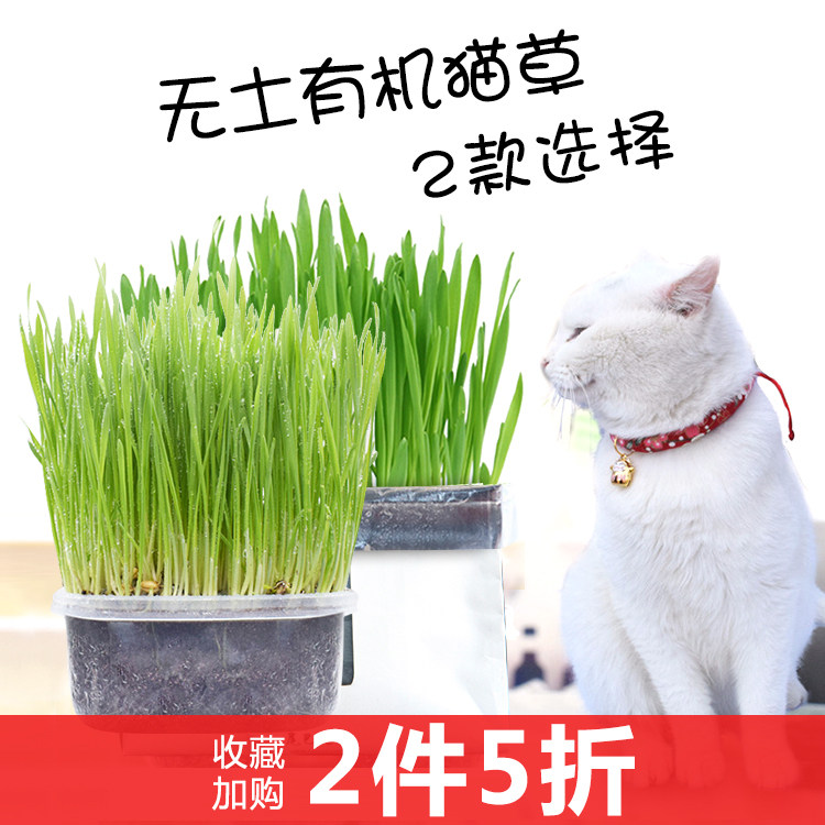 土培种植盆多少钱 土培种植盆优惠券免费领取 有条鱼